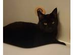 Adopt Krishna a Domestic Short Hair