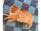 Adopt Fiery a Persian