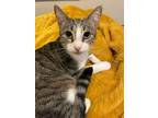 Adopt Squirrel a Tabby, Domestic Short Hair