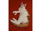 Adopt Mikey a American Shorthair, Domestic Short Hair