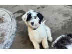 Adopt Jack a Portuguese Water Dog