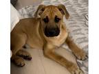 Adopt Miles in New England a Black Mouth Cur
