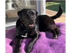 Adopt Milo a Labrador Retriever