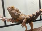 Adopt Bud. a Lizard