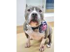 Adopt Gloria a American Bully, Pit Bull Terrier