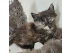 Adopt Galaxy a Domestic Long Hair