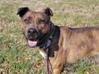 Adopt Tuna a Pit Bull Terrier