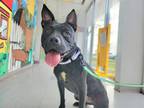 Adopt Batty a Pit Bull Terrier