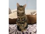 Adopt Sage-Shy Cat a Tabby, Siamese