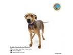 Adopt DELILAH a Black Mouth Cur