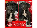 Adopt Sable a Mixed Breed