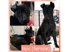 Adopt Nyx a Mixed Breed