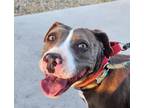 Adopt UNICORN a Pit Bull Terrier, Mixed Breed