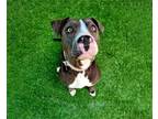 Adopt UNICORN a Pit Bull Terrier, Mixed Breed