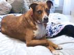 Adopt DAISY MARIE* a Pit Bull Terrier, Mixed Breed