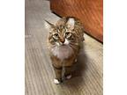 Adopt Fimka ToffeeApple a Tabby, Domestic Long Hair