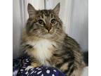 Adopt Stella a Domestic Medium Hair