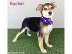 Adopt Rachel a German Shepherd Dog