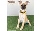 Adopt Mamie a Black Mouth Cur, Shepherd