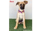 Adopt Bess a Black Mouth Cur, Shepherd