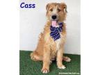 Adopt Cass a Terrier, Poodle