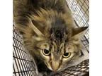 Adopt BELLE a Domestic Medium Hair