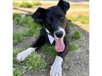 Adopt RAINDROP a Border Collie, Mixed Breed