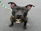 Adopt PRINCESS a Pit Bull Terrier