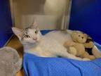 Snowbeans Domestic Shorthair Young Male