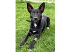 Adopt Raven a German Shepherd Dog, Mixed Breed