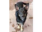 Adopt Jet a German Shepherd Dog, Mixed Breed