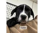 Lane Labrador Retriever Puppy Female