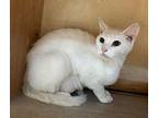 Poptart Domestic Shorthair Young Female