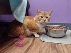 Matzo Domestic Shorthair Adult Male