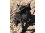 Clyde Cane Corso Adult Male