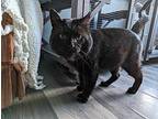 Barnaby Domestic Shorthair Adult Male