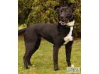 Olga Labrador Retriever Adult Female