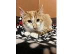 Elaine Domestic Shorthair Kitten Female