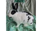 Adopt Zoe a Mini Rex