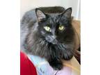 Adopt Sadie a Domestic Long Hair