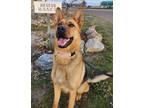 Adopt LouLou a German Shepherd Dog