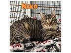 Niko Domestic Shorthair Young Male