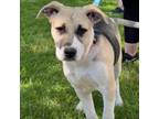 Adopt Louie a Mixed Breed