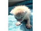 Midas Domestic Shorthair Kitten Male