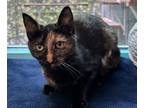 Adopt Carlotta a Domestic Short Hair