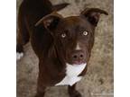 Adopt BROWNIE a Border Collie, Mixed Breed