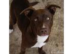 Adopt BROWNIE a Terrier, Pit Bull Terrier