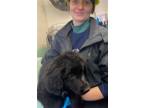 Adopt FANTA a Flat-Coated Retriever