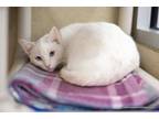 Adopt Trixie a Siamese