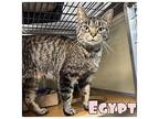 Egypt Domestic Shorthair Adult Female